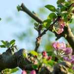 La taille des arbres fruitiers basse-tige, quand et comment ?