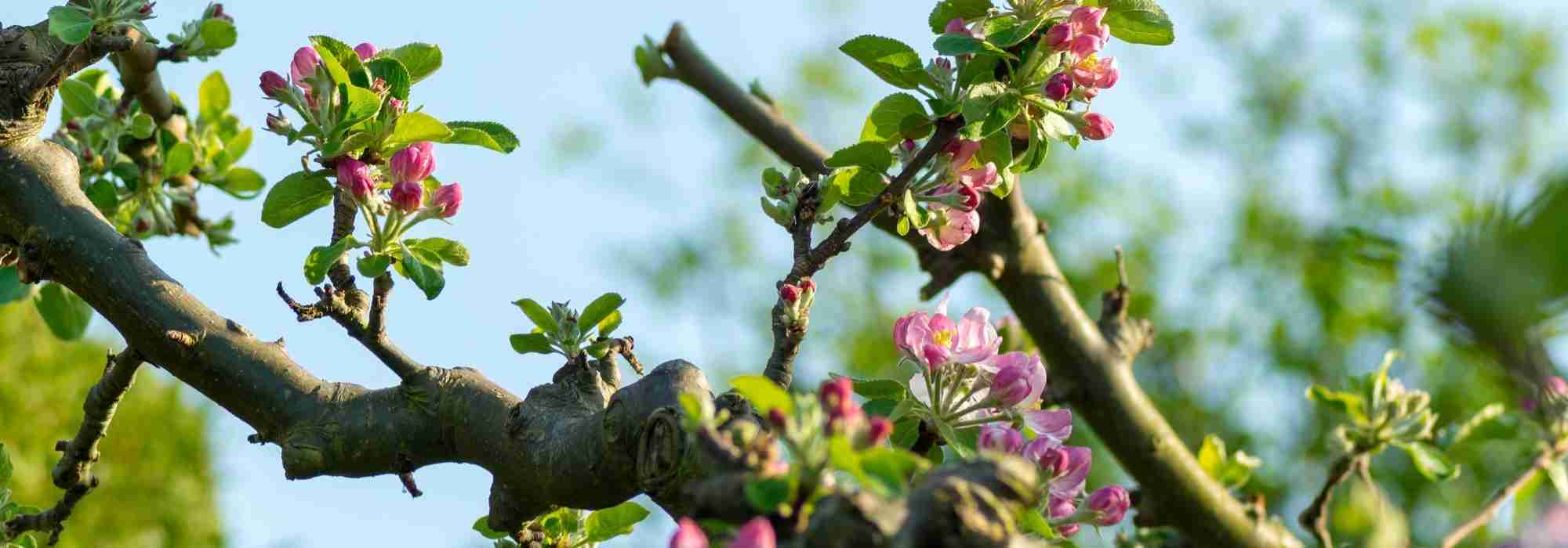 La taille des arbres fruitiers basse-tige, quand et comment ?