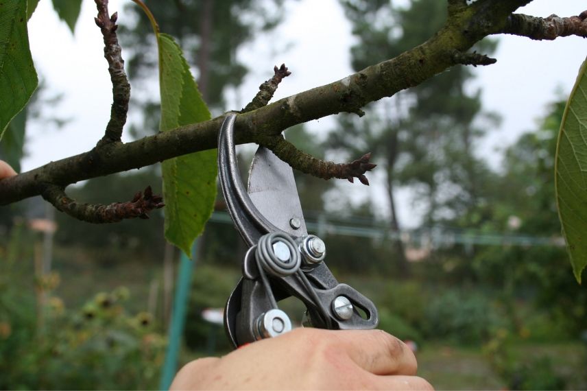 tailler les arbres fruitiers basse-tiges