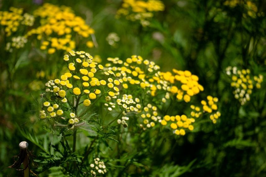 tanacetum vulgare anti-moustique