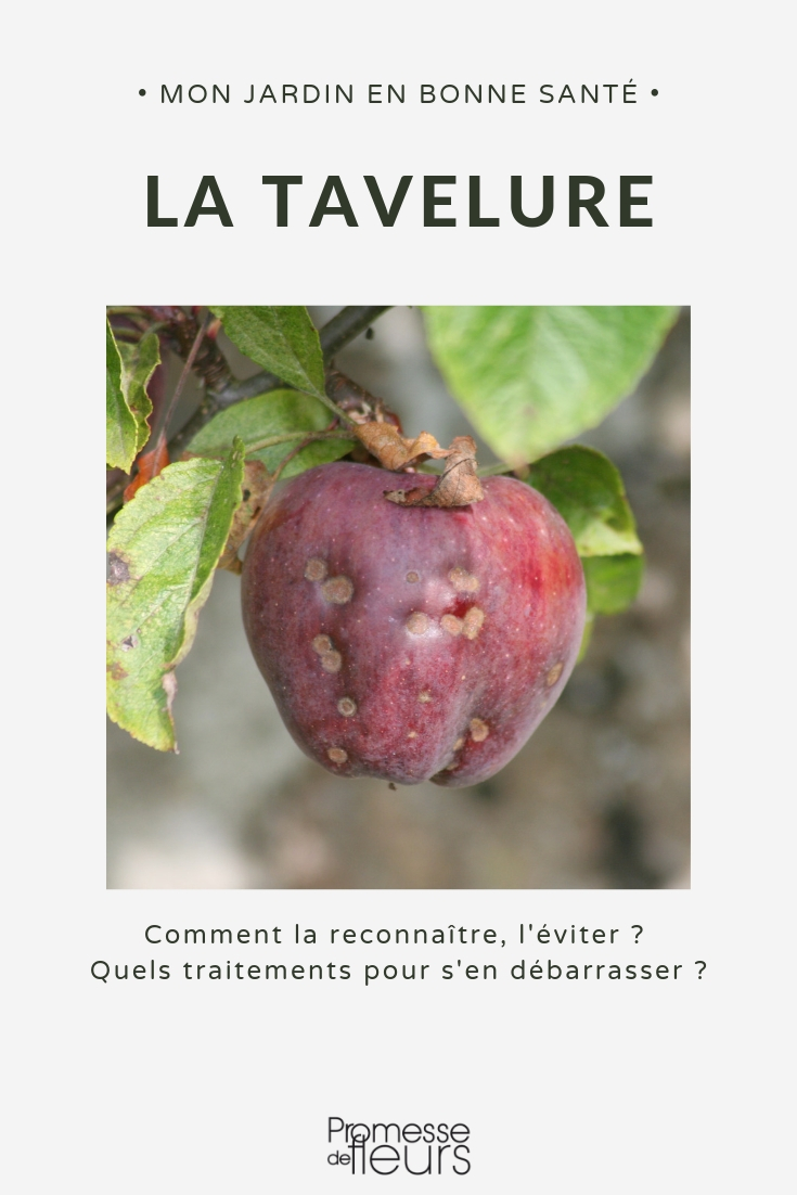 La tavelure du pommier ou poirier