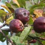 La tavelure du pommier et autres fruitiers