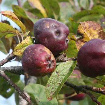 La tavelure du pommier et autres fruitiers