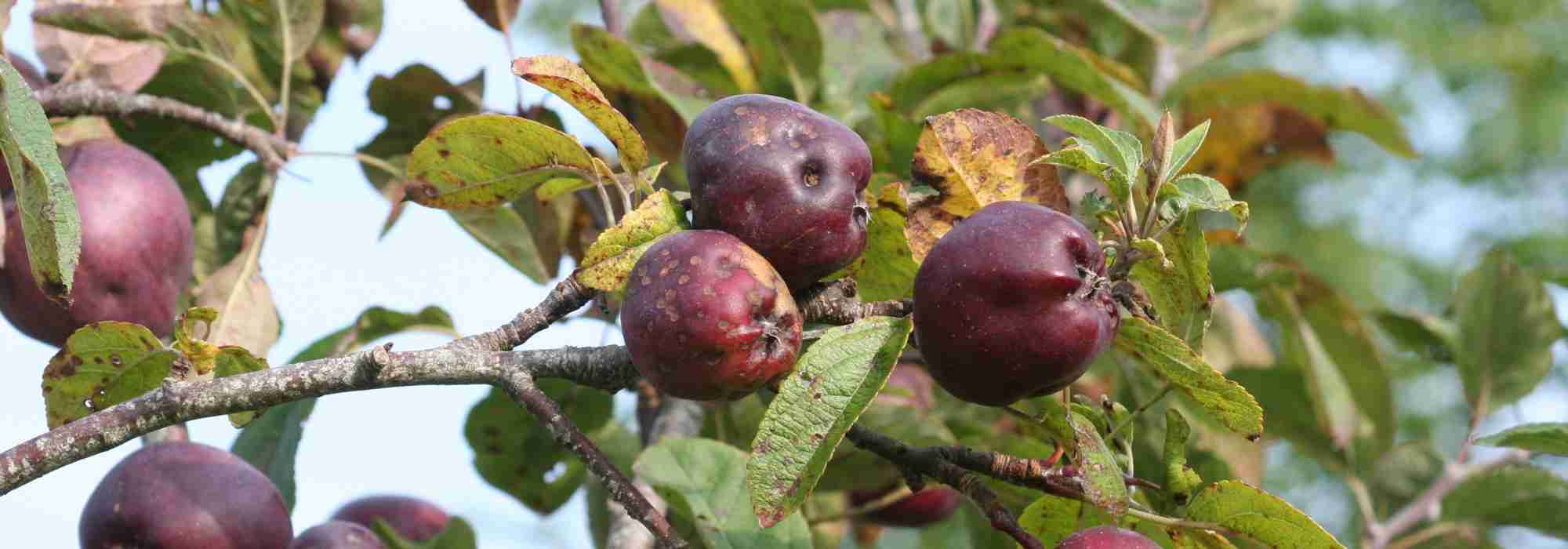 La tavelure du pommier et autres fruitiers