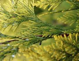 Thuya : planter, tailler et entretenir