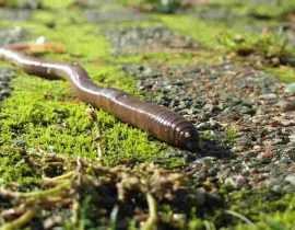 Le ver de terre ou lombric : un indispensable allié au jardin