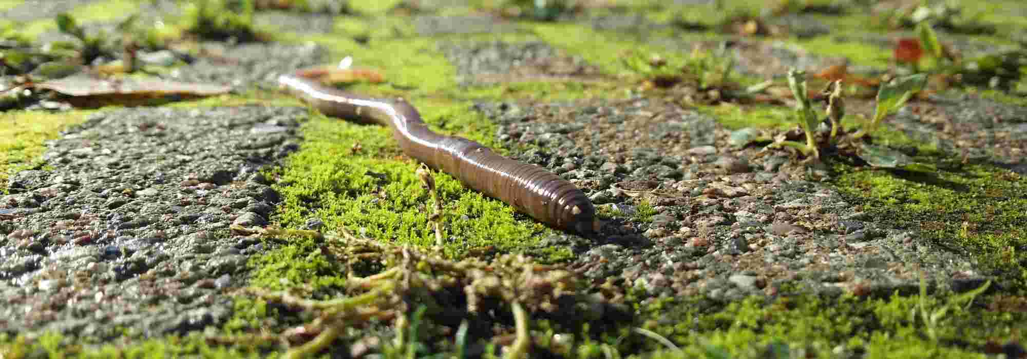 ONF - Le lombric ou l'allié des jardiniers