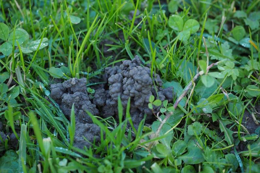 Humus De Lombric Biologique 100% Italien - 2L, PH Neutre, Enrichit Sol Plantes, Fleurs, Potager
