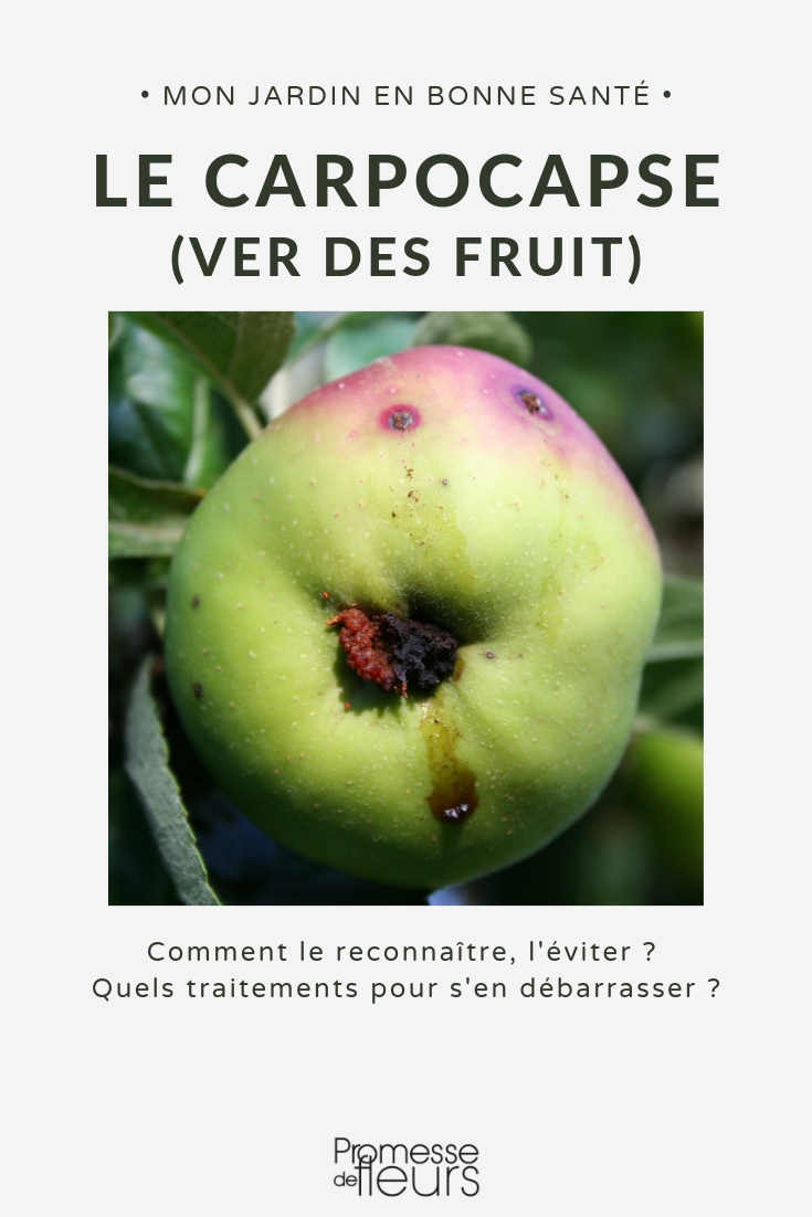 carpocapse, vers dans fruit