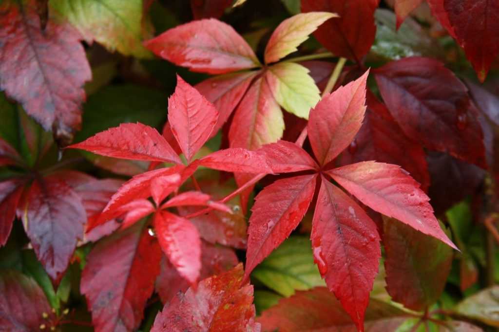 parthenocissus