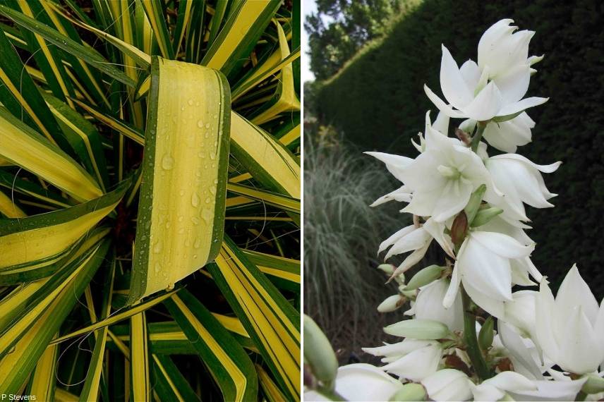 plante exotique rustique