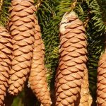Epicéas, Picea : planter, tailler et entretenir