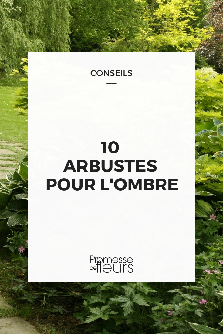 notre sélection d'arbustes pour l'ombre