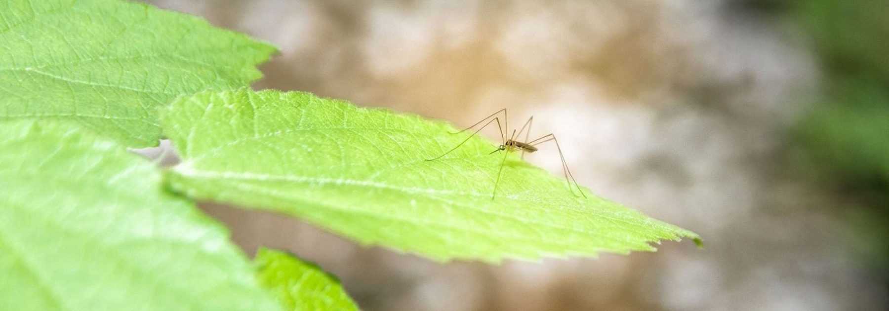 10 remèdes naturels anti-moustiques