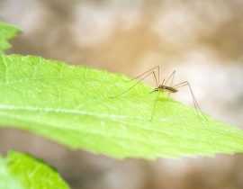 10 plantes anti-moustiques