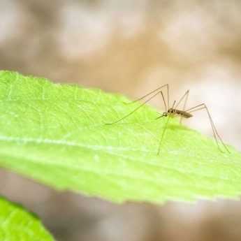 10 plantes anti-moustiques répulsives et efficaces