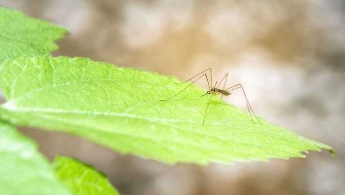 10 plantes anti-moustiques répulsives et efficaces