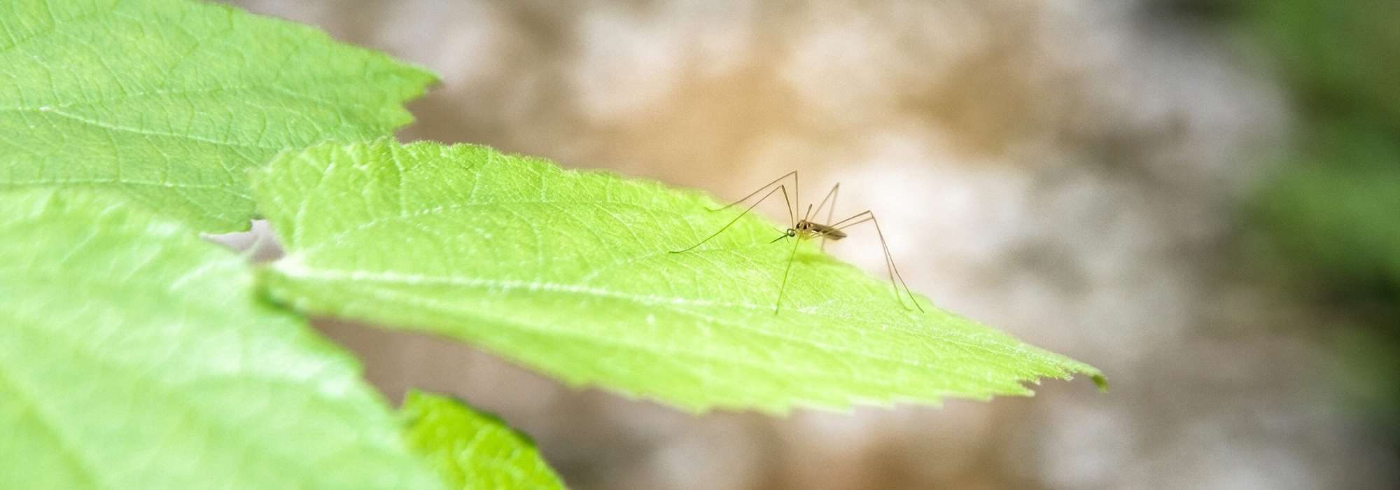 Des solutions naturelles contre les moustiques-tigres !- Plantes et Santé