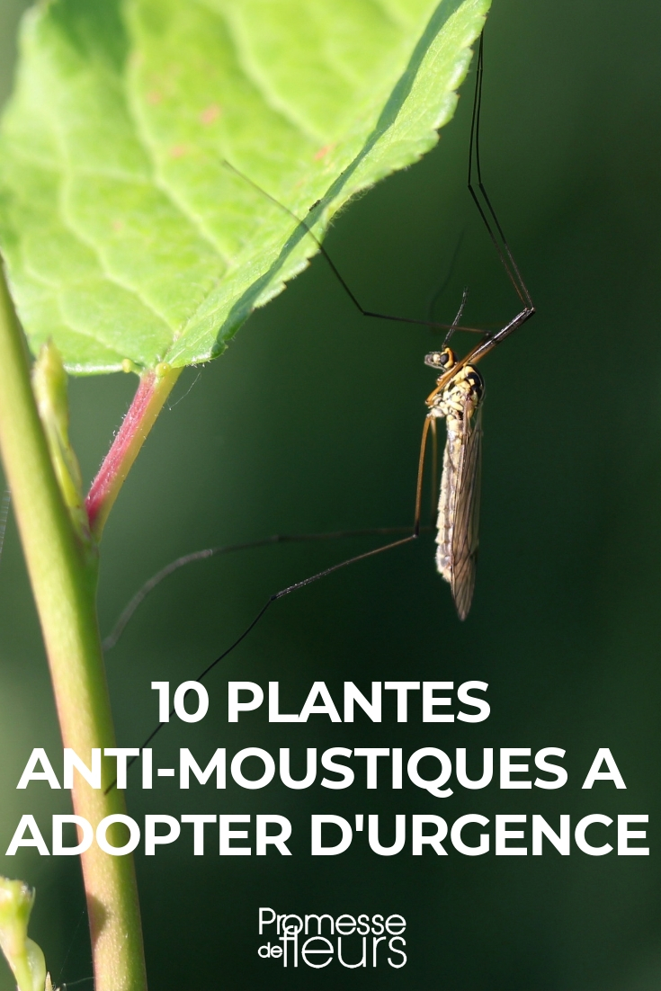 Plantes anti-moustiques faciles à planter au jardin ou en pot