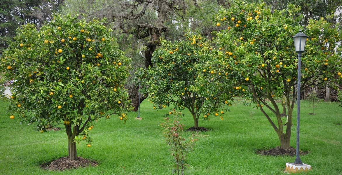 Citronniers, Citrus limon, dans un jardin