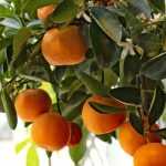 L’hivernage des orangers, citronniers et autres agrumes