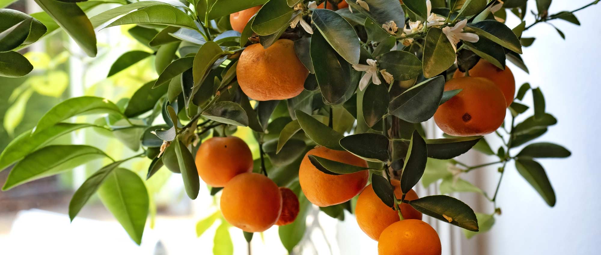 L’hivernage des orangers, citronniers et autres agrumes