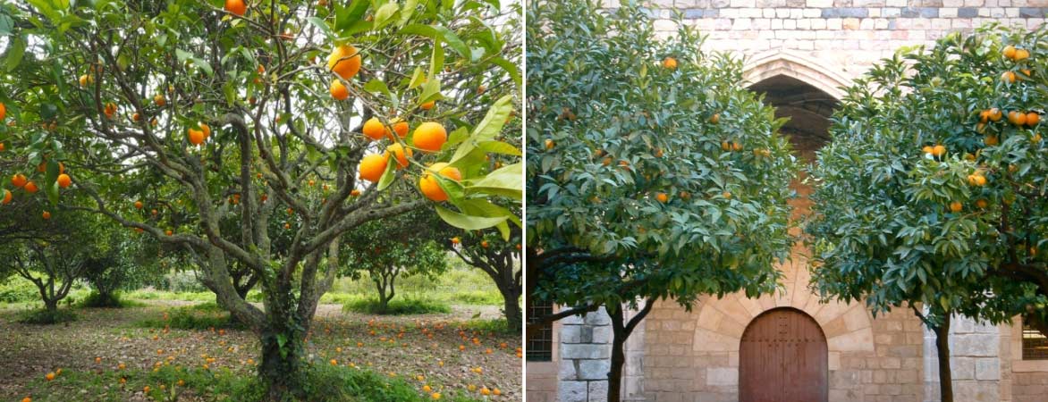 Différentes formes d'orangers, Citrus sinensis