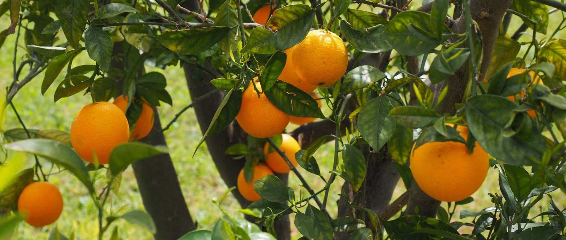 Engrais agrumes  À l'ombre des figuiers