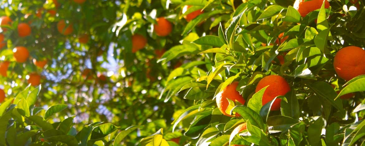 Protéger un citronnier du froid en hiver - Côté Maison