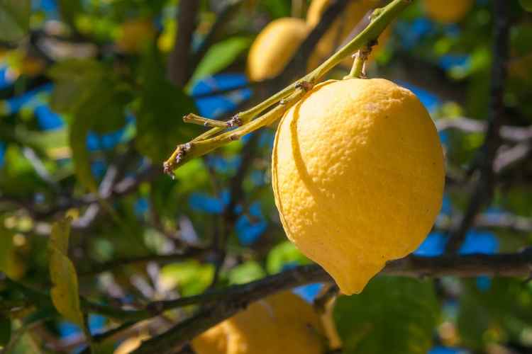 Citronnier de Syracuse