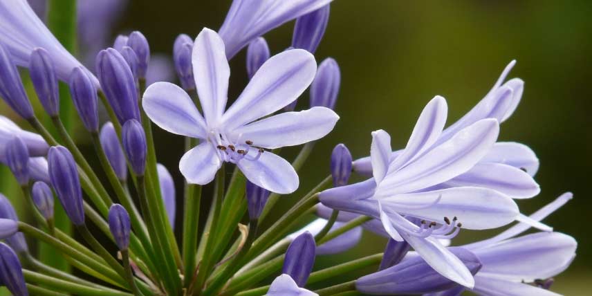 10 plantes vivaces idéales en jardin de bord de mer