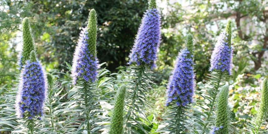 10 plantes vivaces idéales en jardin de bord de mer