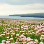 10 plantes vivaces idéales en jardin de bord de mer