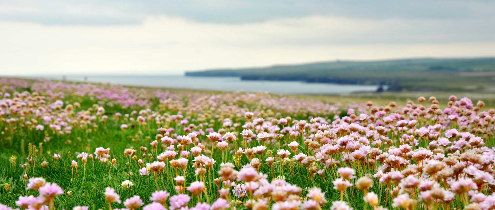 10 plantes vivaces idéales en jardin de bord de mer