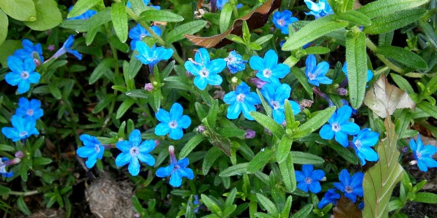 Les fleurs bleues du Grémil diffus