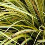 Acore, Acorus gramineus et calamus : planter, cultiver, entretenir