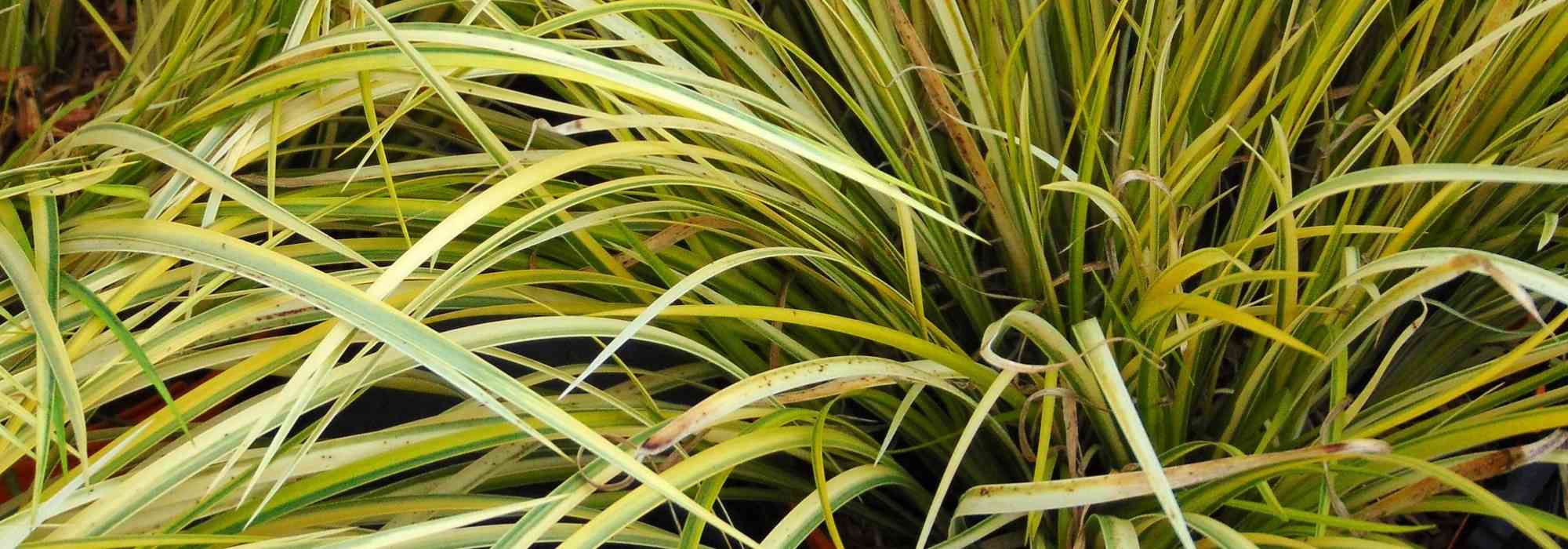 Acore, Acorus gramineus et calamus : planter, cultiver, entretenir