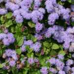 Ageratum, agérate du Mexique : semis, plantation, entretien