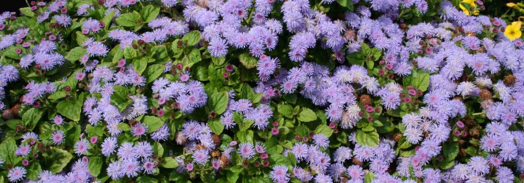 Ageratum, agérate du Mexique : semis, plantation, entretien