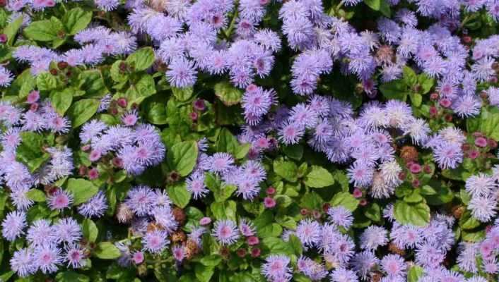 Ageratum, agérate du Mexique : semis, plantation, entretien