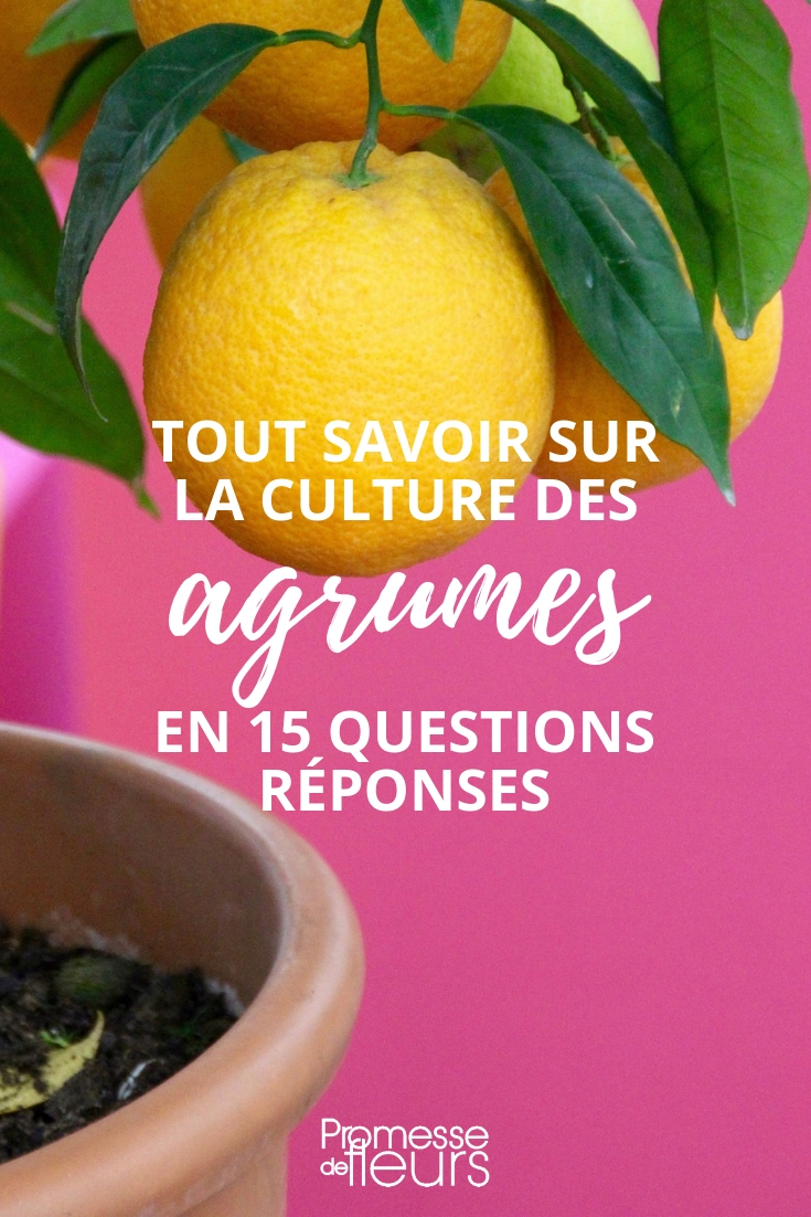 Engrais pour citronnier : quel type choisir au juste ? • Les Agrumes Du  Monde