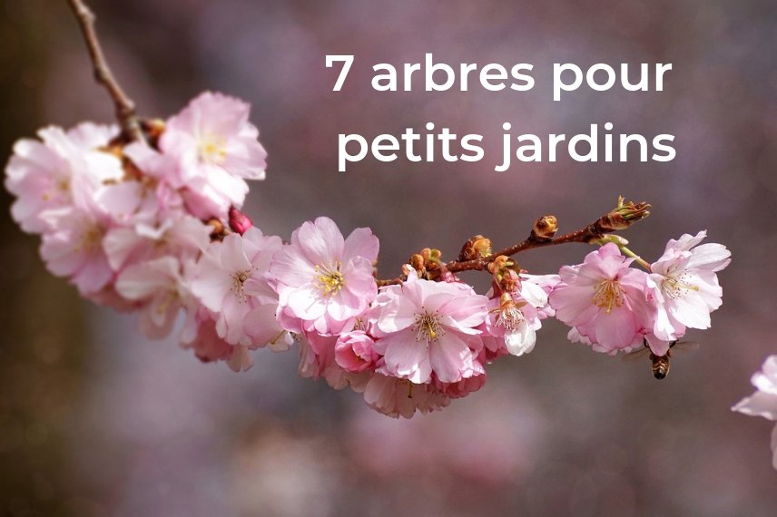 arbres pout petit jardin