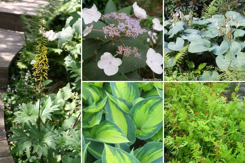 Arbuste d'ombre : 10 variétés indispensables au jardin