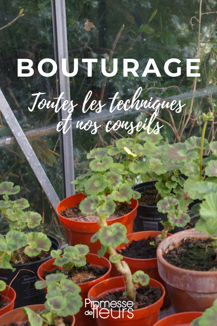 Et si vous échangiez plantes, graines ou boutures ? Un groupe