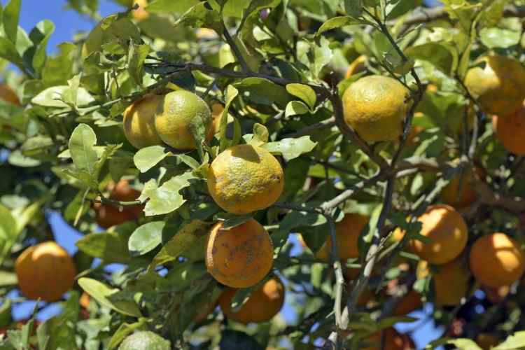 Citron rouge - Rangpur 