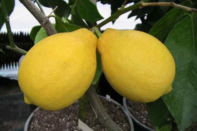 citrus adamo, variété italienne de type femminello