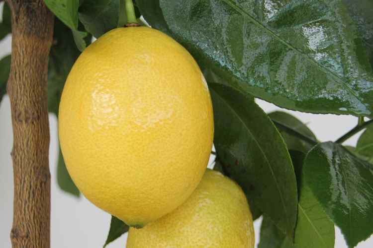 Citronnier lemox, des citrons sans pépins
