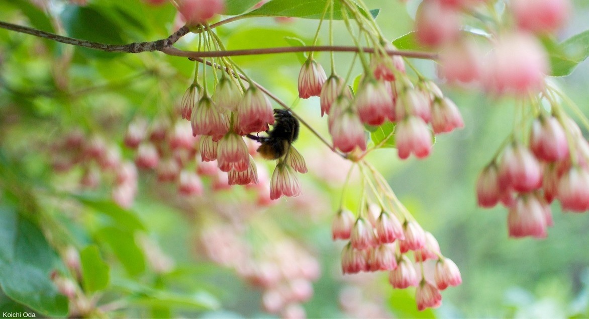 enkianthus campanulatus