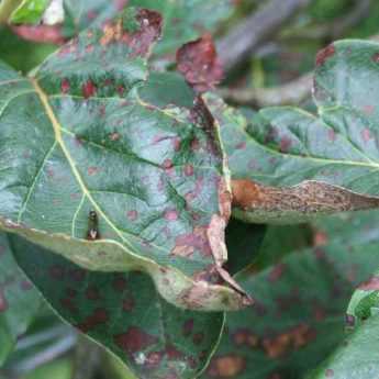 L’Entomosporiose : prévenir et lutter