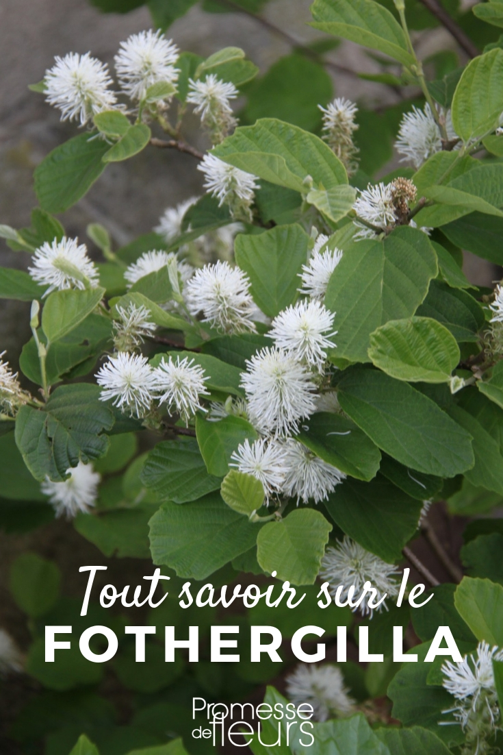 fothergilla, planter et entretenir